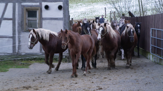 Viele Pferde laufen durch ein Tor auf dem Vorwerk Güterstein.