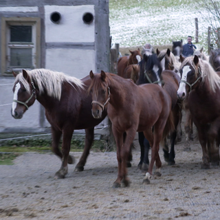 Viele Pferde laufen durch ein Tor auf dem Vorwerk Güterstein.