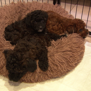 Drei Minipudel-Welpen liegen auf einem brauchen Hundebett.