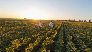 Zwei Reiterinnen tragen weiße Kleider und sitzen auf ihrem braunen und weißen Pferd. Sie reiten durch ein großes Sonnenblumenfeld.