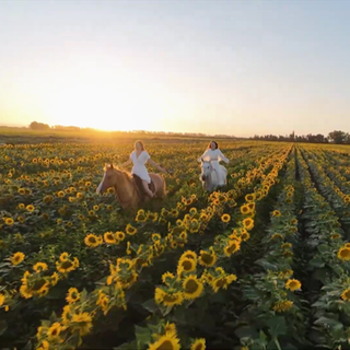 Zwei Reiterinnen tragen weiße Kleider und sitzen auf ihrem braunen und weißen Pferd. Sie reiten durch ein großes Sonnenblumenfeld.