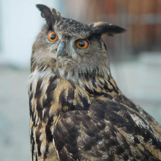 Ein Uhu schaut in die Kamera.