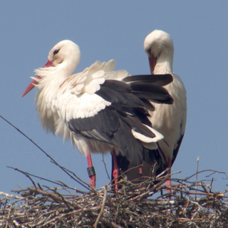 Zwei Störche stehen in ihrem Nest.