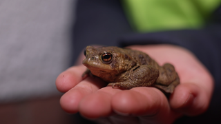 Eine Kröte liegt in einer Kinderhand.