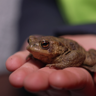 Eine Kröte liegt in einer Kinderhand.
