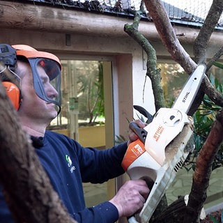 Ein Mitarbeiter des Karlsruher Zoos hält eine Kettensäge in den Händen und sägt damit an einem Baum.