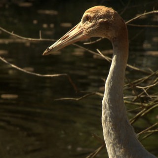 Man sieht den Kopf des Sauruskranich in seinem Gehege.