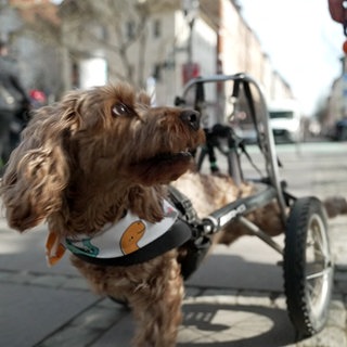 Lilly läuft mit ihrem Rollstuhl durch Stuttgart. Sie guckt nach rechts zu ihrem Herrchen, der einen Ball von der Hand baumeln lässt.