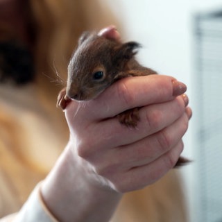 Ein junges, rotes Eichhörnchen sitzt in der Hand von Tanja Horak und klammert mit seinen Händen an den Fingern.