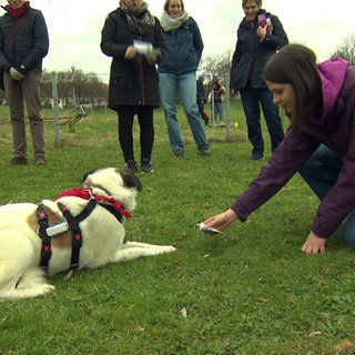 Ein weiß-brauner Hund liegt auf einer grünen Wiese. Eine junge Frau in einer violetten Jacke bückt sich zu ihr auf den Boden.