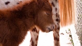 Das junge, braune Shetland-Pony-Fohlen Odin guckt müde zum rechten Bildrand. Die Augen sind leicht geschlossen.