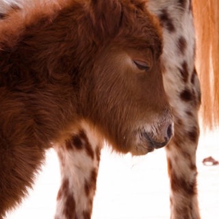 Das junge, braune Shetland-Pony-Fohlen Odin guckt müde zum rechten Bildrand. Die Augen sind leicht geschlossen.