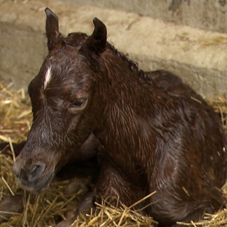 Ein schwarzes Fohlen mit einem weißen Streifen auf der Stiern liegt auf einem Strohboden. Das Fell ist leicht nass.