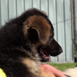 Ein Schäferhund-Welpe liegt in den Armen von Elke Rath. Der Schäferhund guckt nach rechts mit offenem Mund. Elke Rath ist oben links im Bild zu sehen und lächelt.