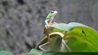 Ein grüner Baumkletterfrosch sitzt auf dem grünen Blatt einer Monsterra.