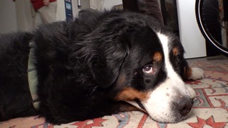 Berner Sennenhund Buddy liegt auf einem Teppich und schaut mit einem Auge Richtung Kamera. Sein Kopf liegt auf seinen Pfoten. Rechts ist der Reifen eines Fahrrads zu sehen.
