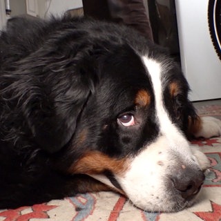 Berner Sennenhund Buddy liegt auf einem Teppich und schaut mit einem Auge Richtung Kamera. Sein Kopf liegt auf seinen Pfoten. Rechts ist der Reifen eines Fahrrads zu sehen.