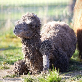 Ein junges Trampeltierfohlen sitzt auf einem Erdnoden. Es guckt nach links und hat nasses Fell. Rechts von ihm sieht man angeschnitten ein großes Trampeltier.