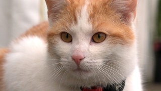 Der orangene Kater Pauli guckt in die Kamera. Er hat ein rotes Halsband an.