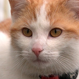 Der orangene Kater Pauli guckt in die Kamera. Er hat ein rotes Halsband an.