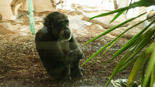 Ein kleiner Schimpanse.