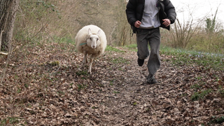 Ein Schaf und ein Mann rennen in einem Wald.