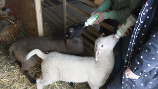 Ein braunes und ein weißes Lamm werden von zwei Frauen mit der Flasche gefüttert. 