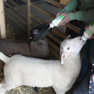 Ein braunes und ein weißes Lamm werden von zwei Frauen mit der Flasche gefüttert. 