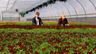 Zwei Personen stehen in einem Gewächshaus mit vielen Veilchen. Diese werden geerntet.