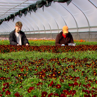 Zwei Personen stehen in einem Gewächshaus mit vielen Veilchen. Diese werden geerntet.