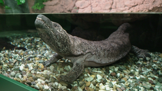 Riesensalamander im Karlsruher Zoo