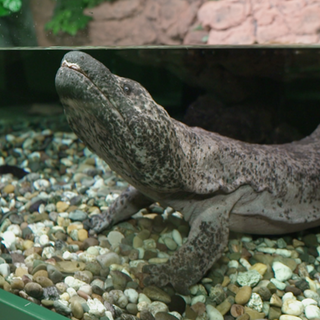 Riesensalamander im Karlsruher Zoo