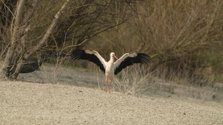 Storch auf Rheininsel bei Rastatt