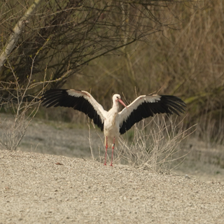 Storch auf Rheininsel bei Rastatt