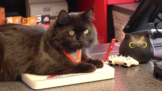 Eine schwarze Katze liegt auf einem Verkaufstresen einer Tankstelle. Sie trägt ein oranges Halstuch. 