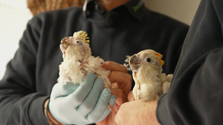 Zwei kleine Orangehaubenkakadus werden von zwei Männern in den Händen gehalten. 