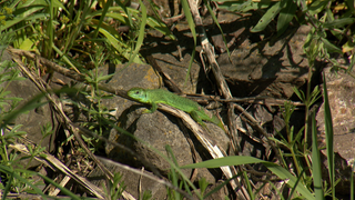 Eine Smaragdeidechse auf einem Stein.