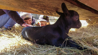 Im Vordergrund liegt eine braune Babyziege. Im Hintergrund sind drei Kinder, die die Ziege streicheln. 