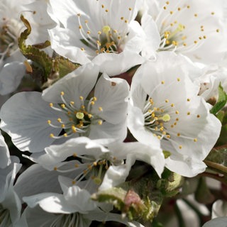 Mehrere weiße Kirschblüten sind in einer Nahaufnahme zu sehen.