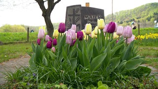 Rosane, lilane und gelbe Tulpen wachsen vor einem grauen Grabstein auf dem Friedhof Gönningen. Auf dem Grabstein ist eine Gravur mit einem Kreuz zu sehen.