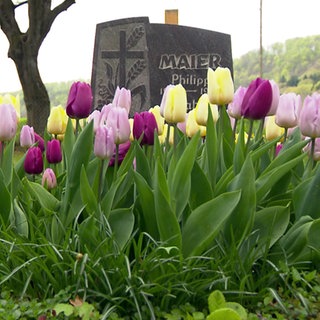 Rosane, lilane und gelbe Tulpen wachsen vor einem grauen Grabstein auf dem Friedhof Gönningen. Auf dem Grabstein ist eine Gravur mit einem Kreuz zu sehen.