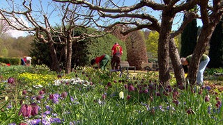 Bunte Blumen wachsen im Brenzpark in Heidenheim. Über das Bild verteilt sind mehrere Landschaftspfleger mit roten T-Shirts und Arbeitskleidung zu sehen.