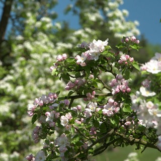 Mehrere Apfelblüten blühen in weiß-pinker Farbe.
