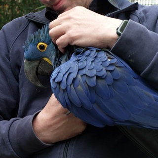 Ein Hyazinthara-Papagei liegt in den Armen von Zoodirektor Matthias Reinschmidt. Der Vogel hat ein dunkelblaues Federkleid und gelbe Akzente im Gesicht.