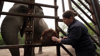 Eine Pflegerin im Zoo Karlsruhe pflegt die Füße eines Elefanten.