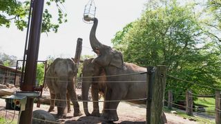 Drei Elefanten im Zoo Karlsruhe. Ein Elefant hebt seinen Rüssel, um an etwas zu kommen, das höher hängt. 