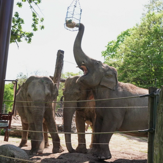 Drei Elefanten im Zoo Karlsruhe. Ein Elefant hebt seinen Rüssel, um an etwas zu kommen, das höher hängt. 