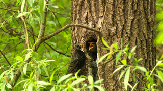 Zwei Vögel auf einem Baum.