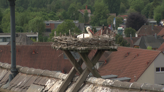 Ein Storch sitzt im Nest auf einem Dach.