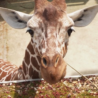 Eine Giraffe schaut in die Kamera. Man sieht nur den braun-hellfen gescheckten Kopf.